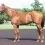 2022年の皐月賞馬ジオグリフが優駿スタリオンにスタッドイン！