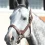 2024年の高松宮記念優勝馬マッドクールが優駿スタリオンステーションにスタッドイン！